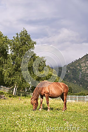 Vacation landscape. Horse outdoor in evening. Russian Altai mountains. Chemal Stock Photo