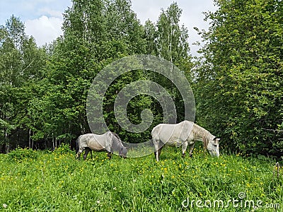 Vacation landscape. Horse outdoor in evening. Russian Altai mountains. Multa Stock Photo