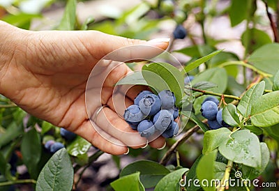 Feminine hand presents beautiful blueberry fruit. Stock Photo