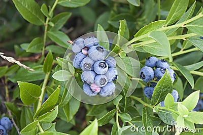 Vaccinium corymbosum Stock Photo