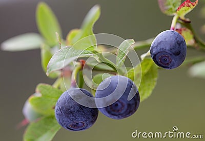 Vaccinium myrtillus (bilberry) Stock Photo