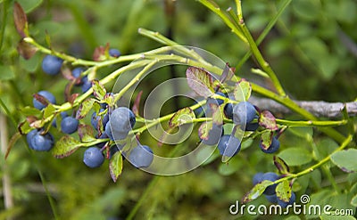 Vaccinium uliginosum shrub Stock Photo