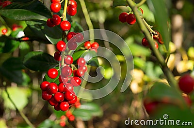 Vaccinium vitis idaea hanging on a branch Stock Photo