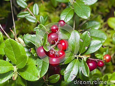 Vaccinium vitis-idaea, Ripe cowberry, macro, selective focus Stock Photo