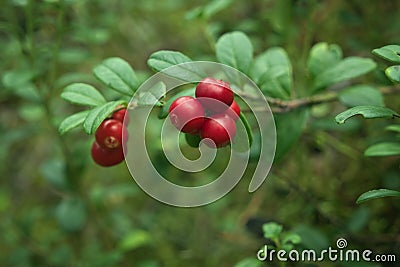 Vaccinium vitis-idaea Stock Photo