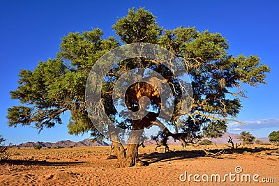 Vachellia erioloba, Namibia Stock Photo