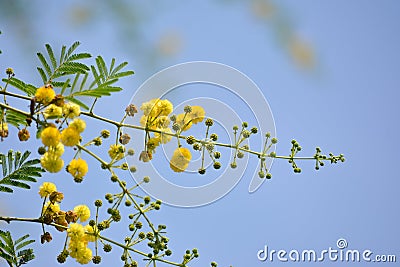 Vachellia nilotica or gum arabic flowers. Stock Photo