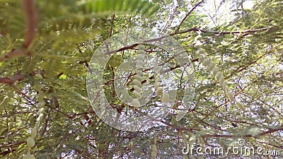 Vachellia nilotica plant leaves Stock Photo