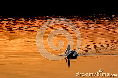 Silhouette of an American White Pelican in beautiful orange sunset Stock Photo