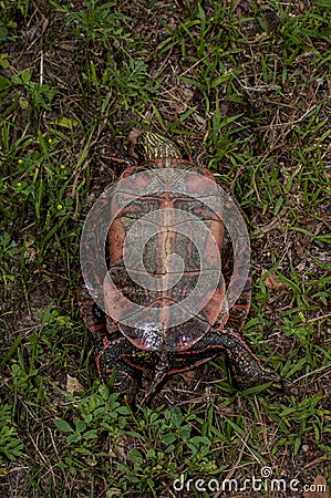 Western Painted Turtle laying on its back showing the plastron Stock Photo