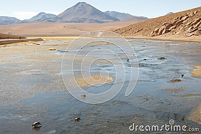 Vado Putana Altiplano - Atacama Region - Chile Stock Photo