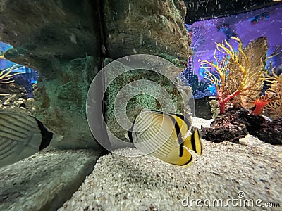 Vagabond Butterflyfish in aquarium Stock Photo