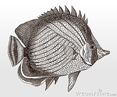 Vagabond butterflyfish, chaetodon vagabundus, an Indo-Pacific marine fish in side view Vector Illustration