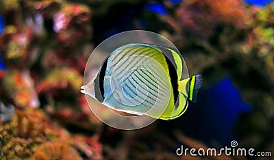 Vagabond Butterflyfish - Chaetodon vagabundus Stock Photo