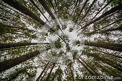 Pine Forest in Vagamon hills Stock Photo