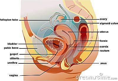 Vagina Vector Illustration