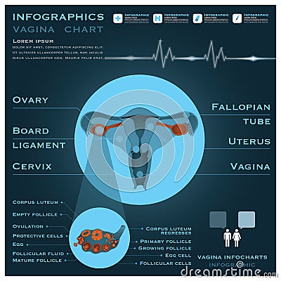 Vagina Infographic Infocharts Health And Medical Vector Illustration