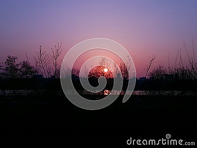 Vague tree silhouettes on beautiful violet sunset background Stock Photo