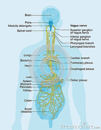 Vagus nerve labeled and human organs, medically Illustration Stock Photo