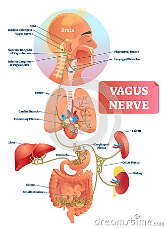 Vagus nerve vector illustration. Labeled anatomical structure and location. Vector Illustration