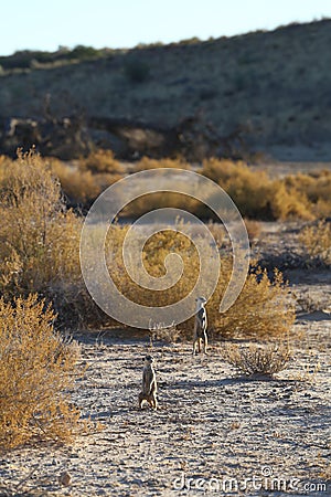 Two meerkats in kgalagadi transfrontier park Stock Photo