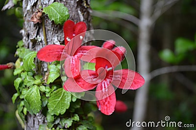 Plants of the Valdivian temperate rainforests in southern Chile Chilean Patagonia Stock Photo