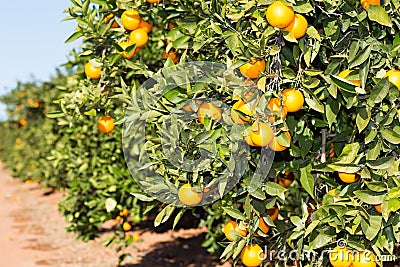 Valencia orange trees Stock Photo