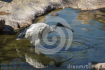 White Ibis at the Bioparc in Valencia Spain on February 26, 2019 Editorial Stock Photo