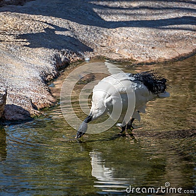 White Ibis at the Bioparc in Valencia Spain on February 26, 2019 Editorial Stock Photo