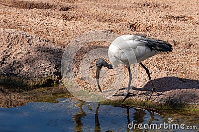 White Ibis eudocimus albus at the Bioparc in Valencia Spain on February 26, 2019 Editorial Stock Photo