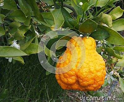 Valencian orange and orange blossoms. Cellulitis. Spain Stock Photo