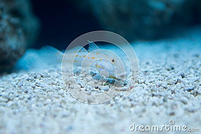 Valenciennea puellaris - Orange-spotted sleeper-goby Stock Photo