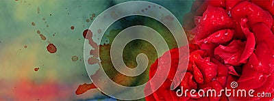 Valentine banners with Red rose, water drops and multicolored watercolor background Stock Photo