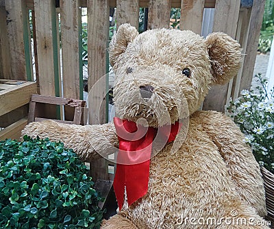 Valentine Bear hug green bush Stock Photo