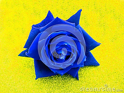 Valentine blue rose, love concept. Valentine`s day. Stock Photo