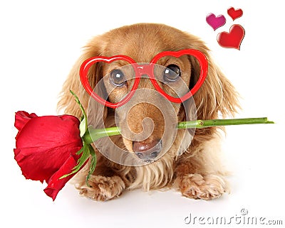 Valentine Dachshund puppy Stock Photo