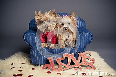 Valentine dogs Stock Photo