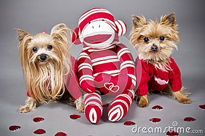 Valentine dogs Stock Photo