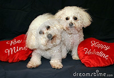 Valentine Dogs Stock Photo