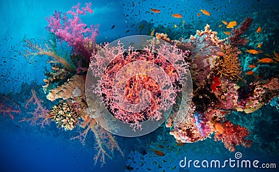 Valentine heart made of corals (Dendronephthya hemprichi) Stock Photo