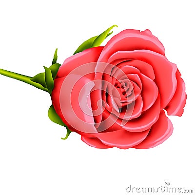 Valentine pink rose illustration Cartoon Illustration