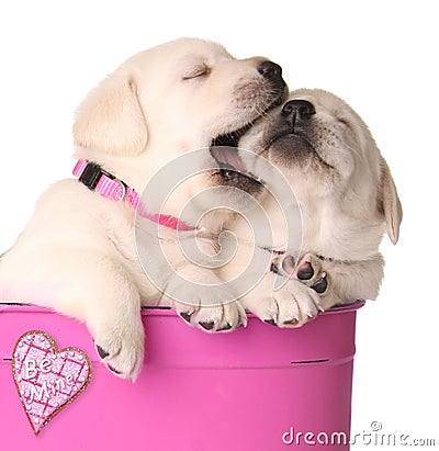 Valentine puppies Stock Photo