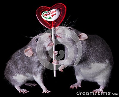 Valentine Rats Stock Photo