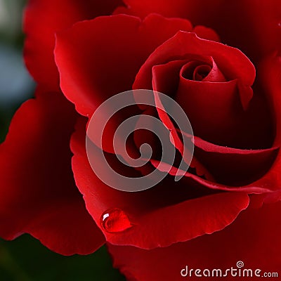 Valentine Rose with a tear Stock Photo