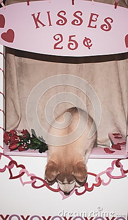 Valentine`s day husky puppy with a big red heart and a single red rose on a black background Stock Photo