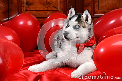 Valentine`s day husky puppy on a texture background. Stock Photo