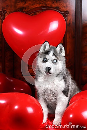 Valentine`s day husky puppy on a texture background. Stock Photo