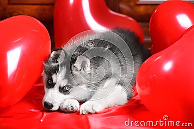 Valentine`s day husky puppy on a texture background. Stock Photo