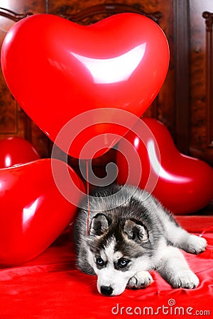 Valentine`s day husky puppy on a texture background. Stock Photo