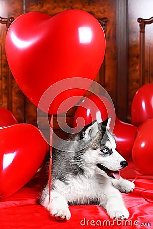 Valentine`s day husky puppy on a texture background. Stock Photo